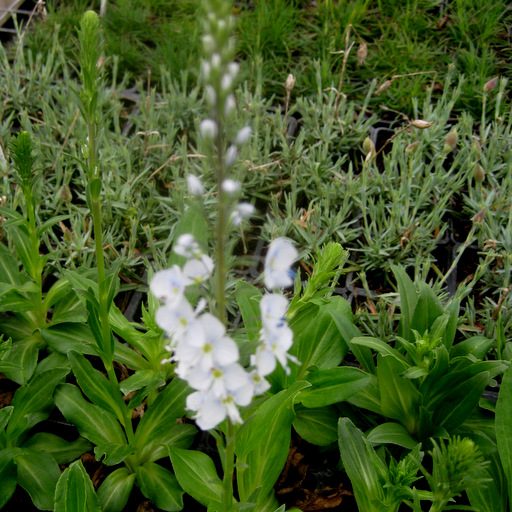 Veronica gentianoides